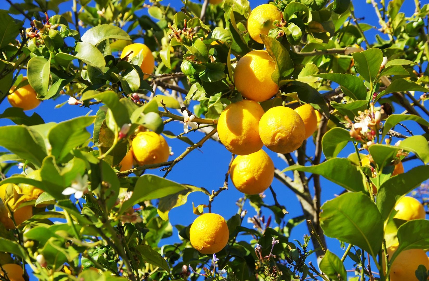 Malus domestica