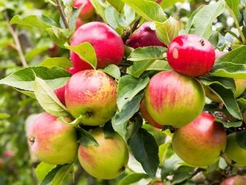 Malus domestica